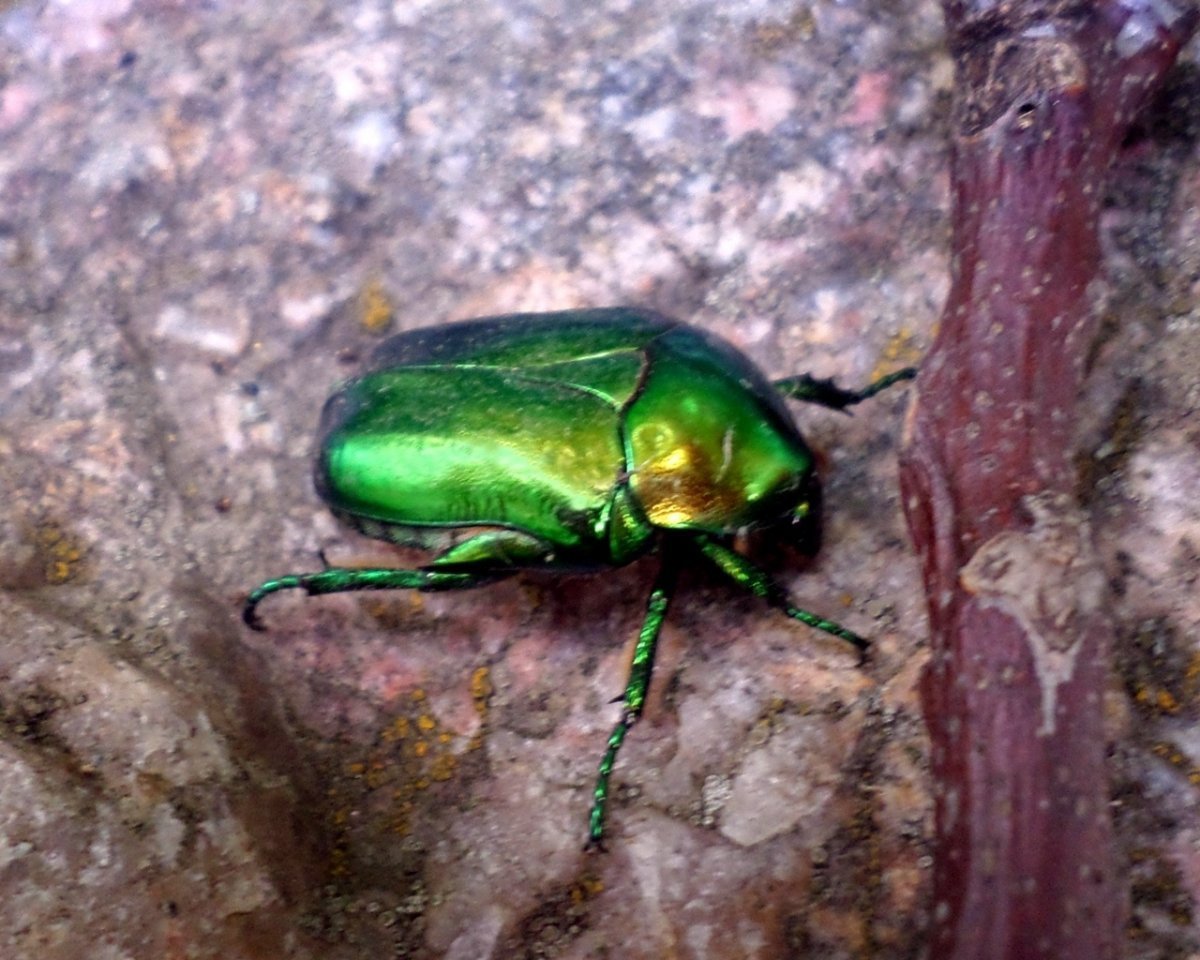 Летние вечерние жуки