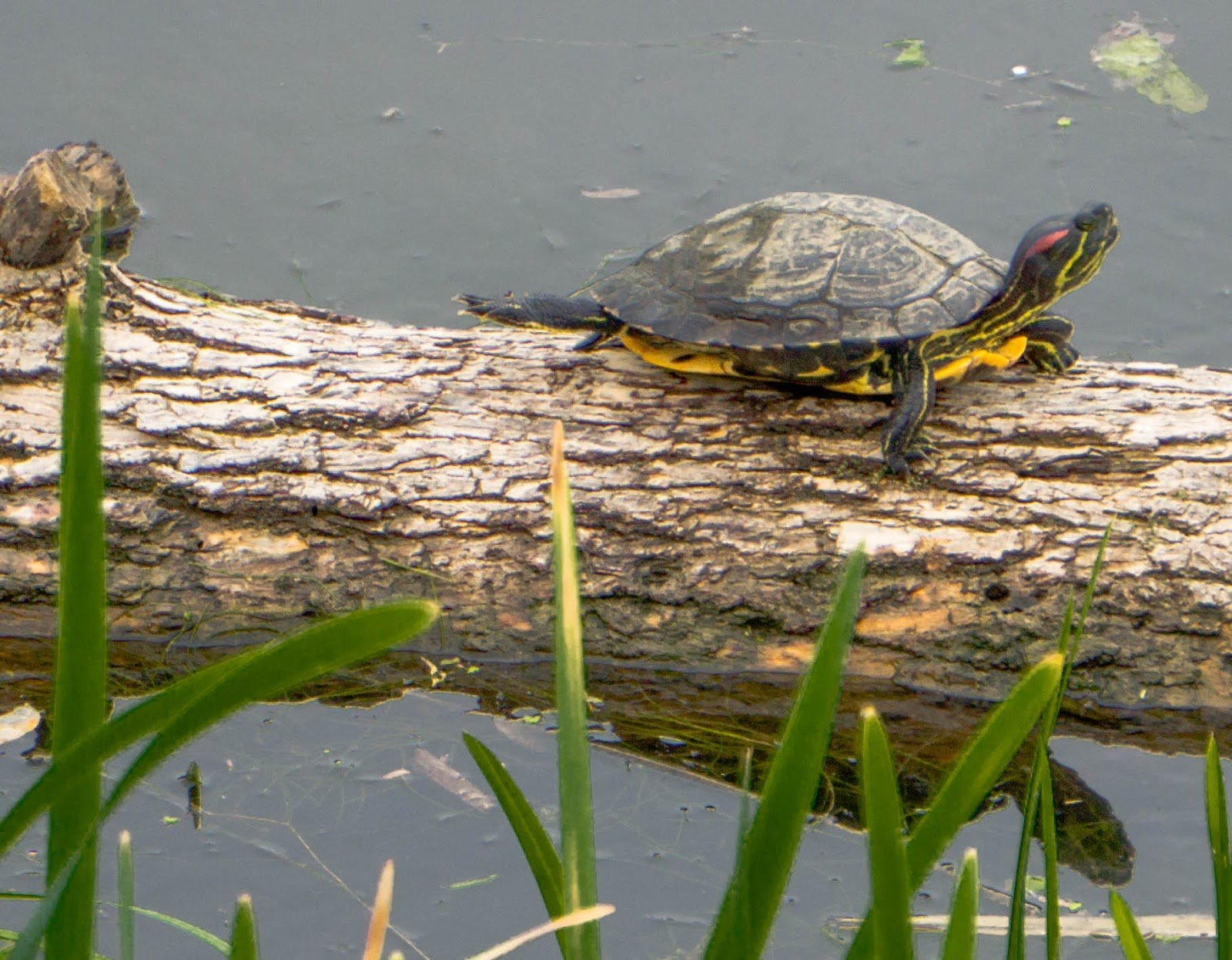 Черепахи в озерах. Красноухая Болотная черепаха. Красноухая желтобрюхая черепаха. Красноухая Пресноводная черепаха черепахи. Черепашата Болотной черепахи.