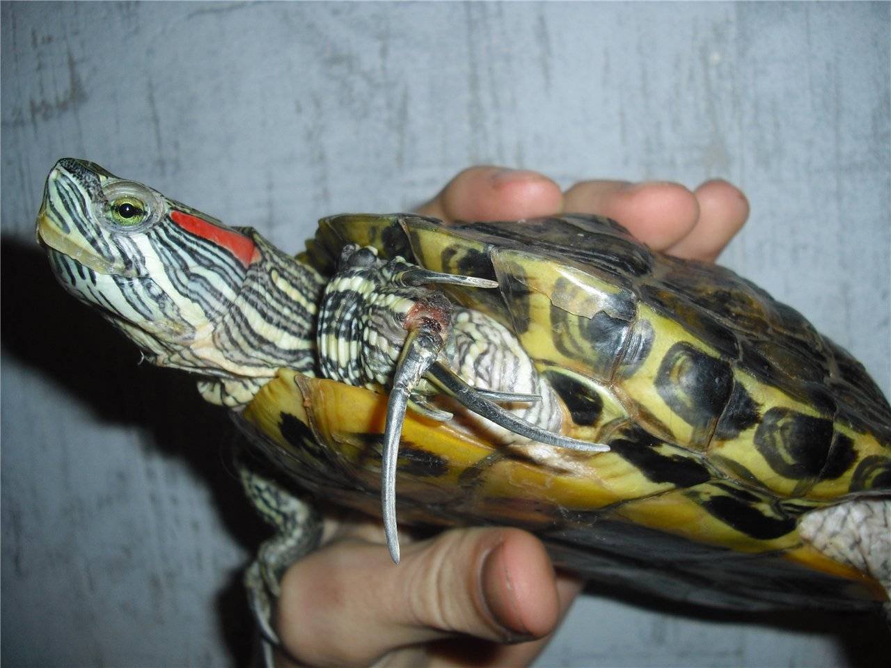 Сколько лет живут красноухие. Красноухая черепаха. Черепаха водная красноухая. Калифорнийская красноухая черепаха. Красноухая черепаха самец.