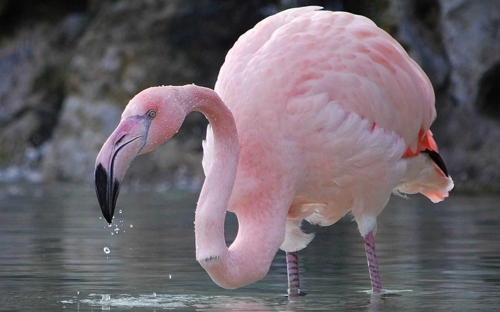 Какое животное розовое. Фламинго обыкновенный розовый. Отряд Фламингообразные. Розовый Фламинго птица. Фламинго в Северной Америке.