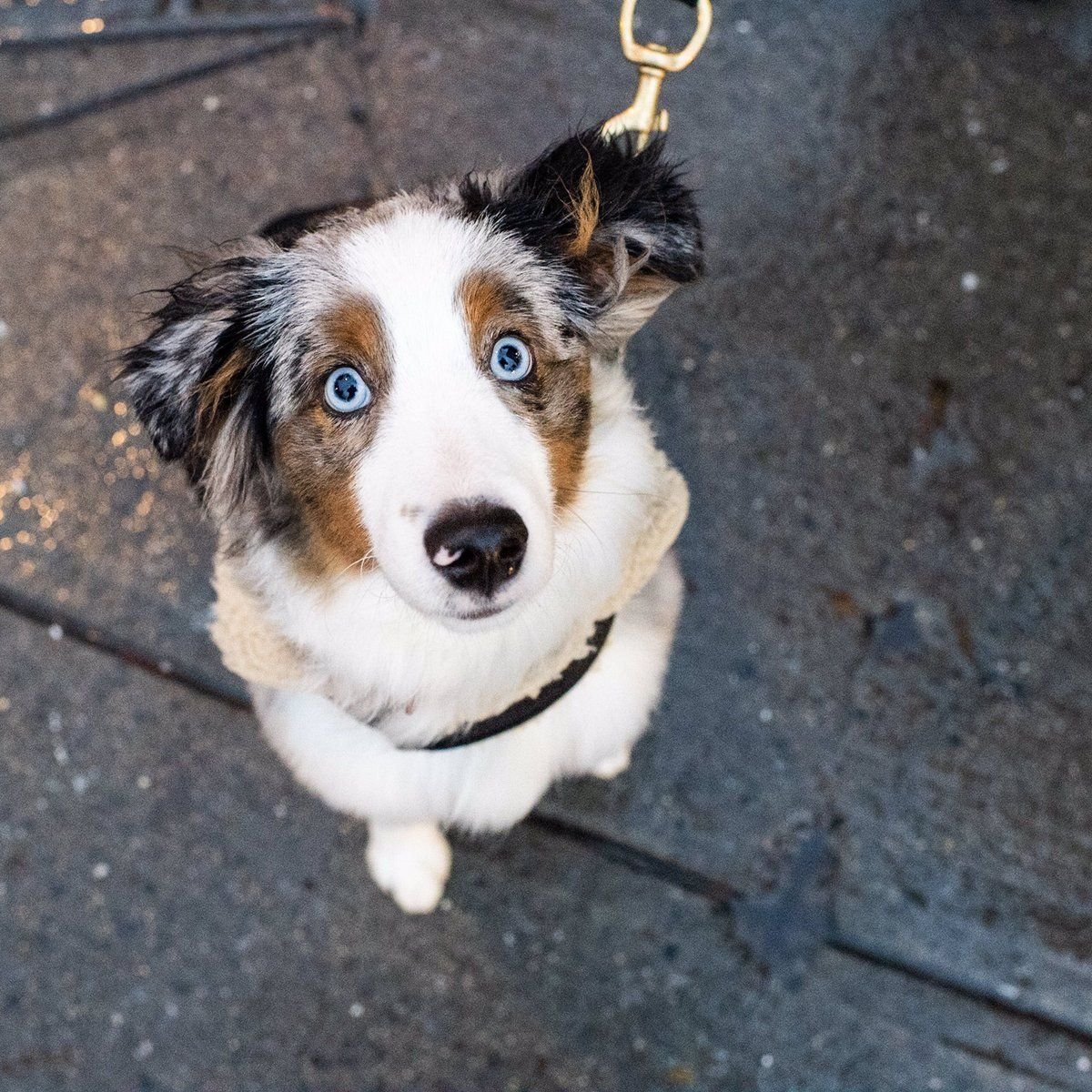 Метис бордер колли и аусси