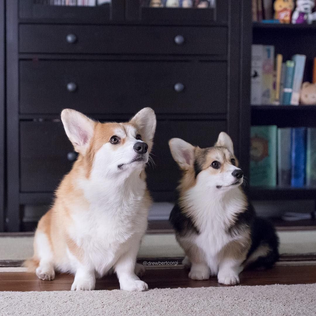 Корги и шиншилла