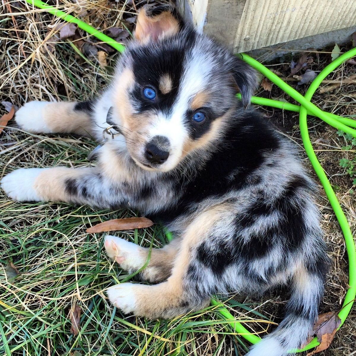 Метис аусси и хаски