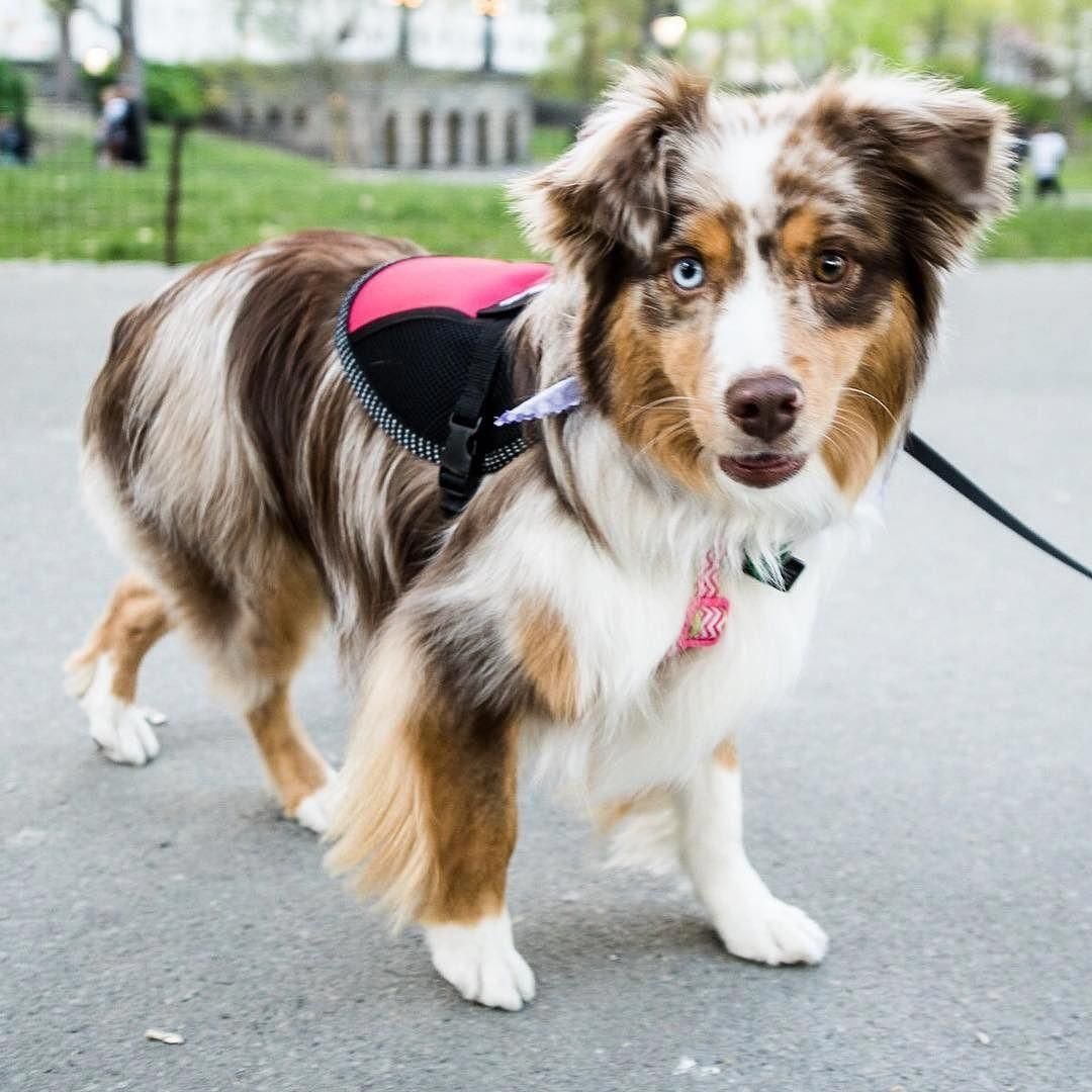 Шлейка для собак австралийская овчарка