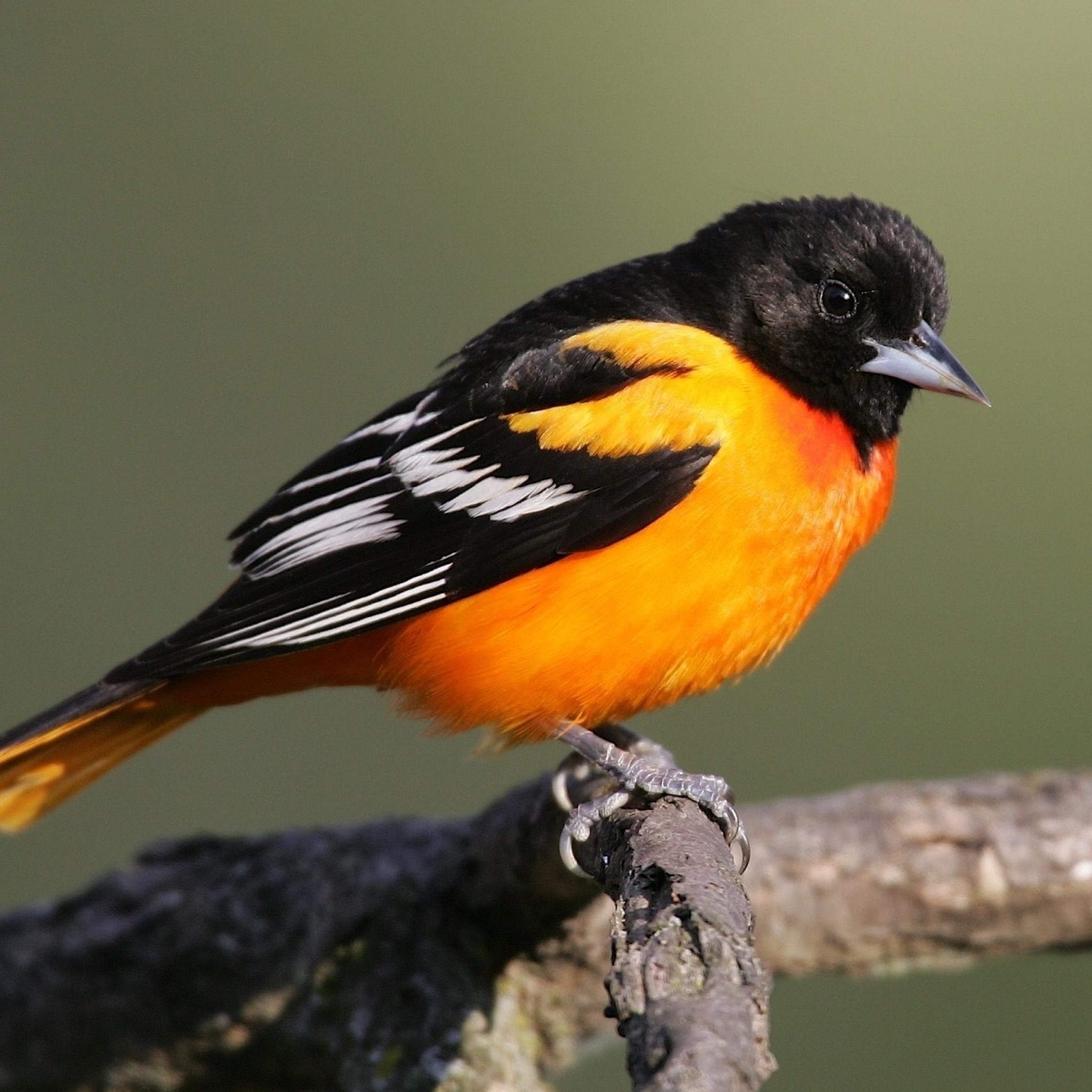 Какого цвета птичка. Оранжевогрудый овсянковый Кардинал. Оранжево черная птица. Черно оранжевая птица. Птица черно желтого цвета.