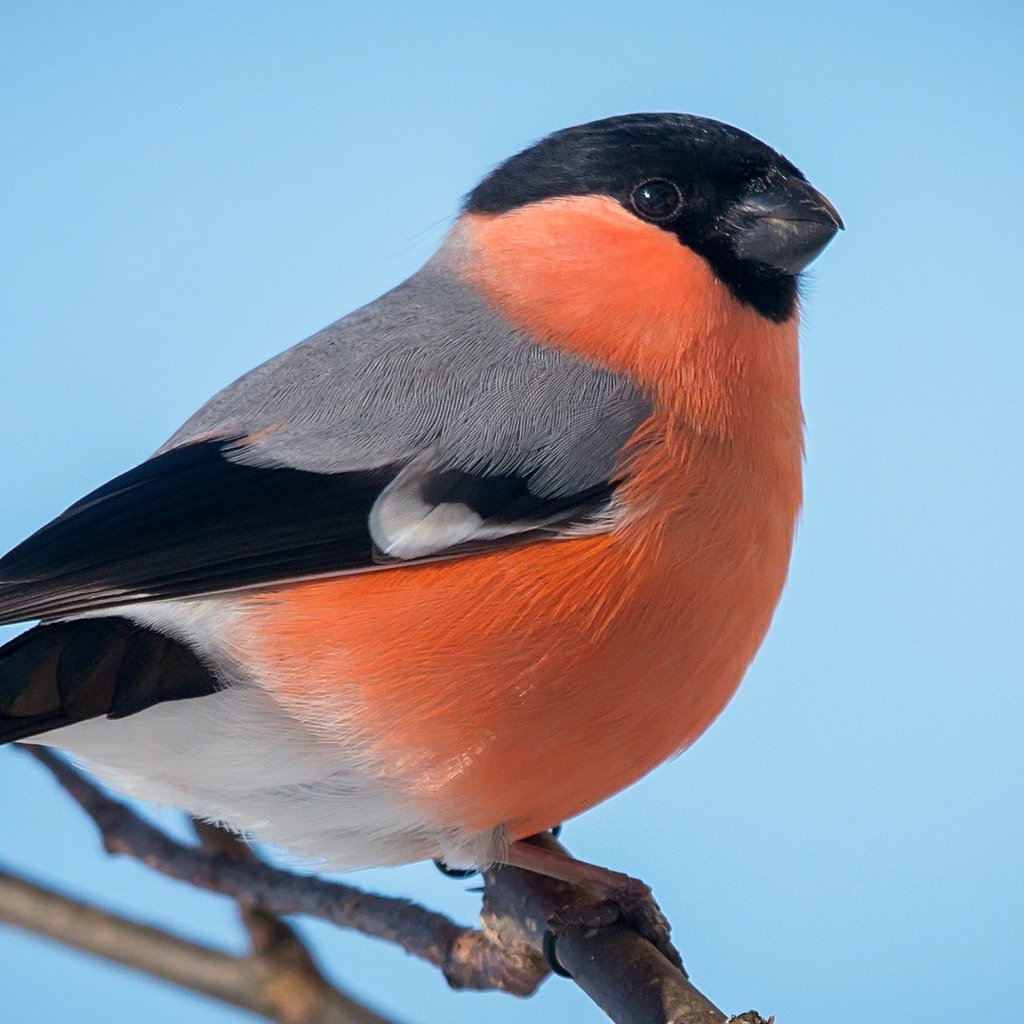Желтоспинный Снегирь