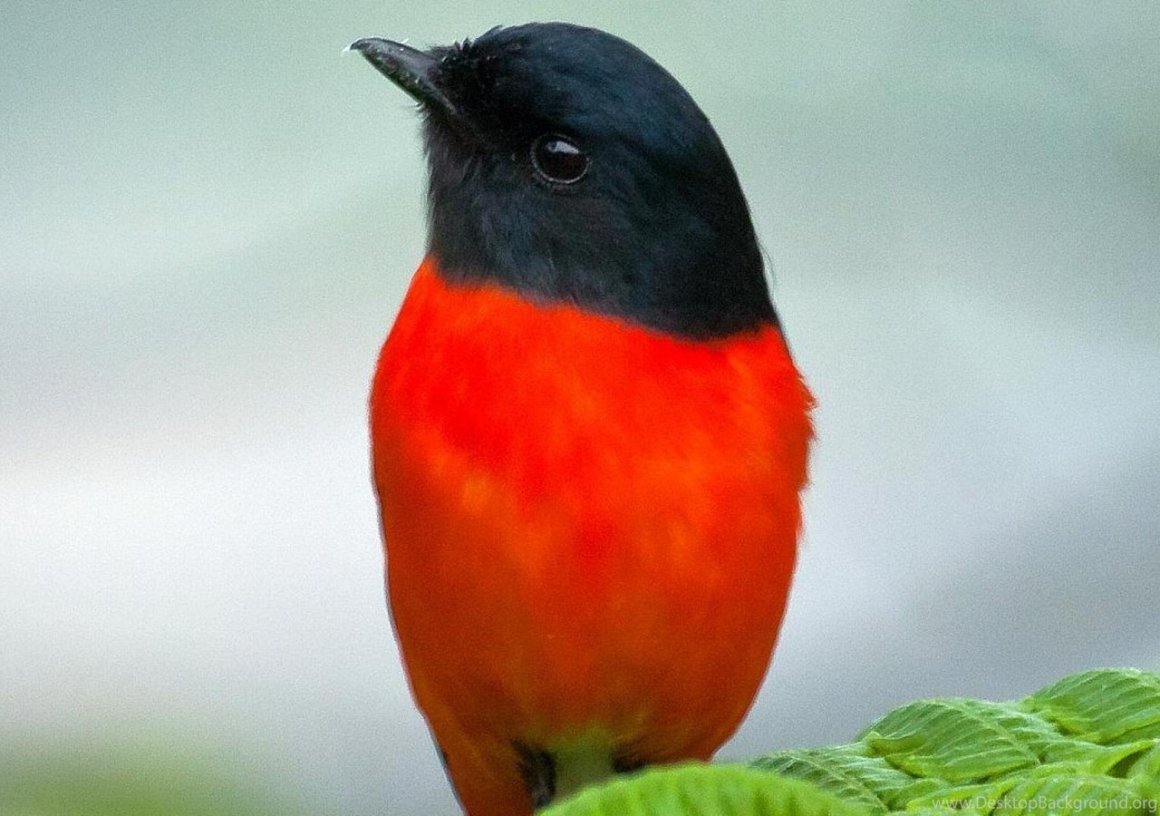 Птичка с красной грудкой