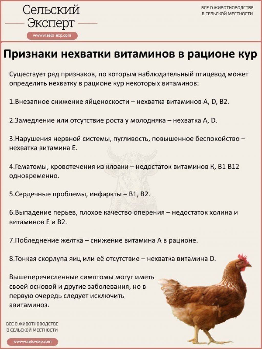 Чем пропаивать суточных цыплят. Таблица кормления цыплят несушек. Схема кормления кур несушек. Нормы кормления цыплят таблица. Таблица корма цыплят несушек.