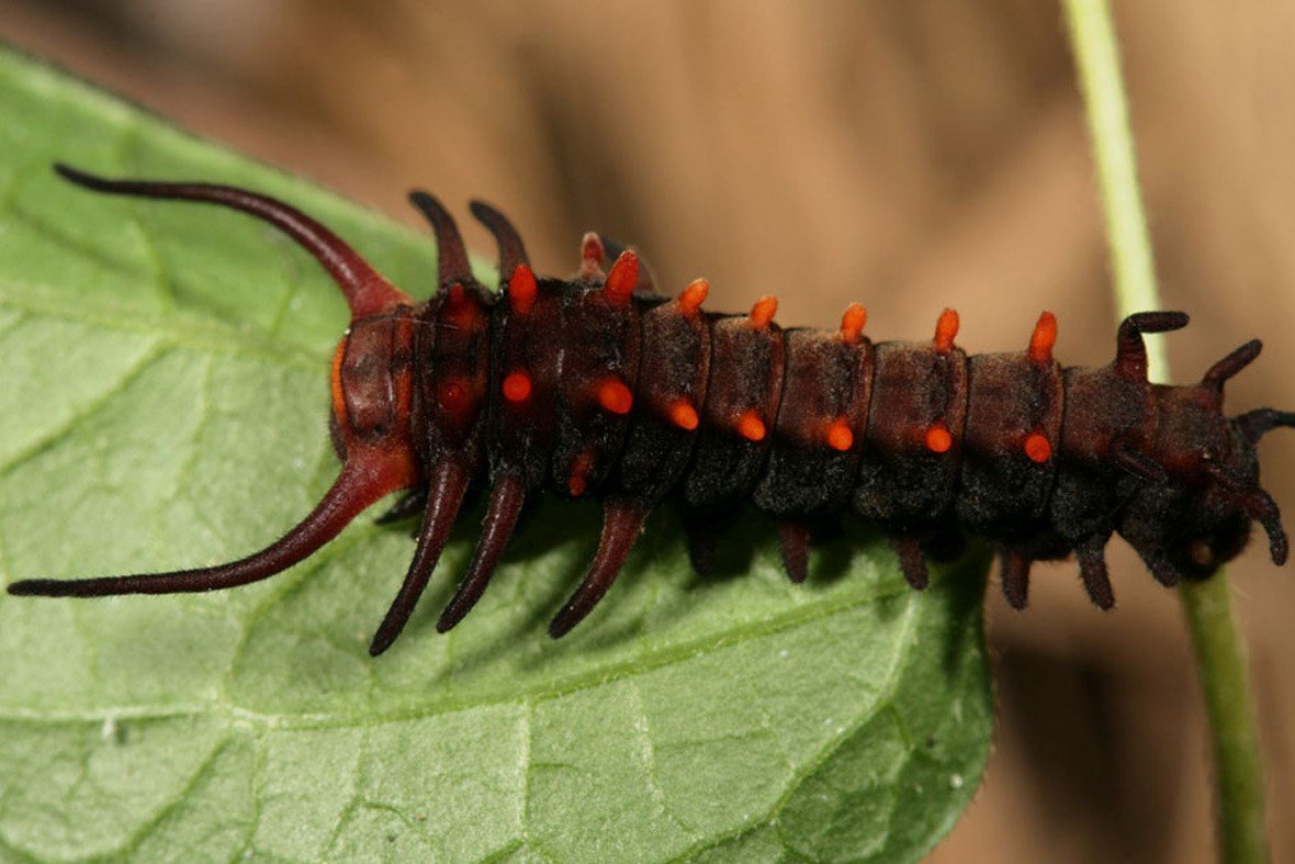 Pipevine Swallowtail Caterpillar