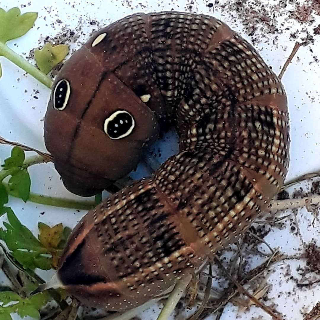 Необычные гусеницы