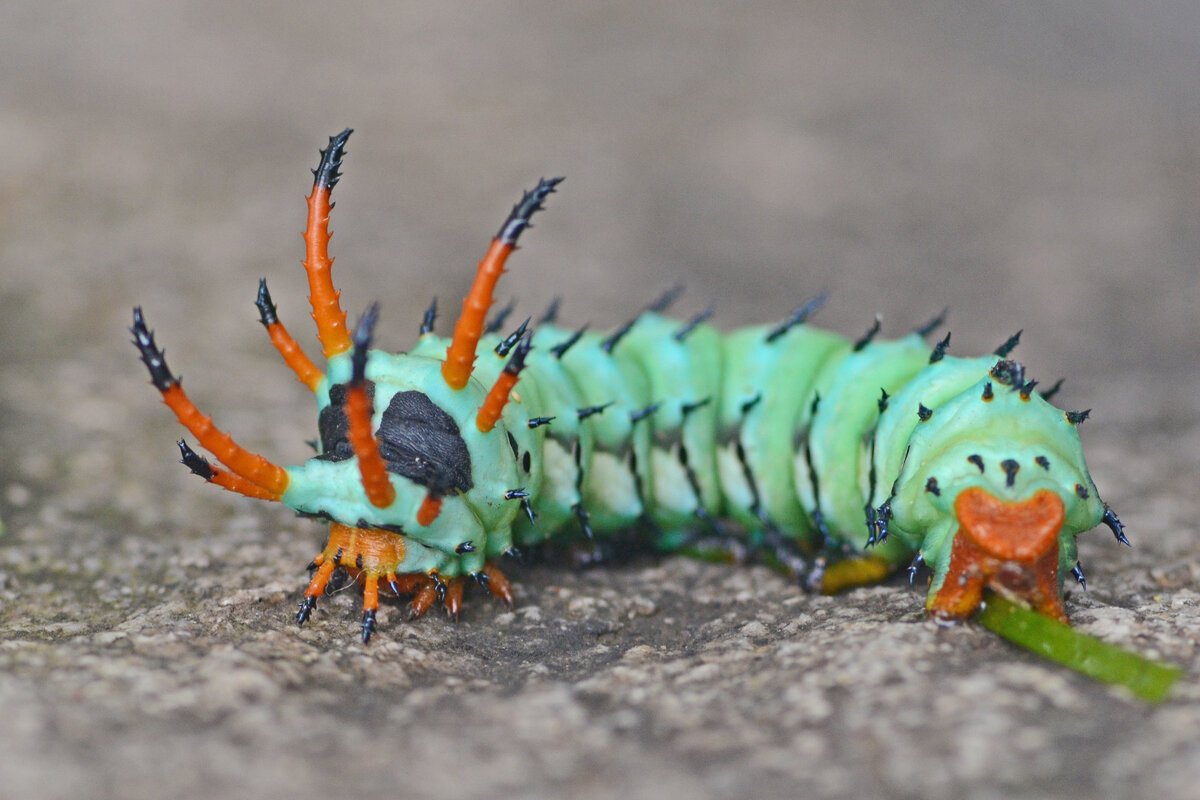 Гусеница Citheronia regalis