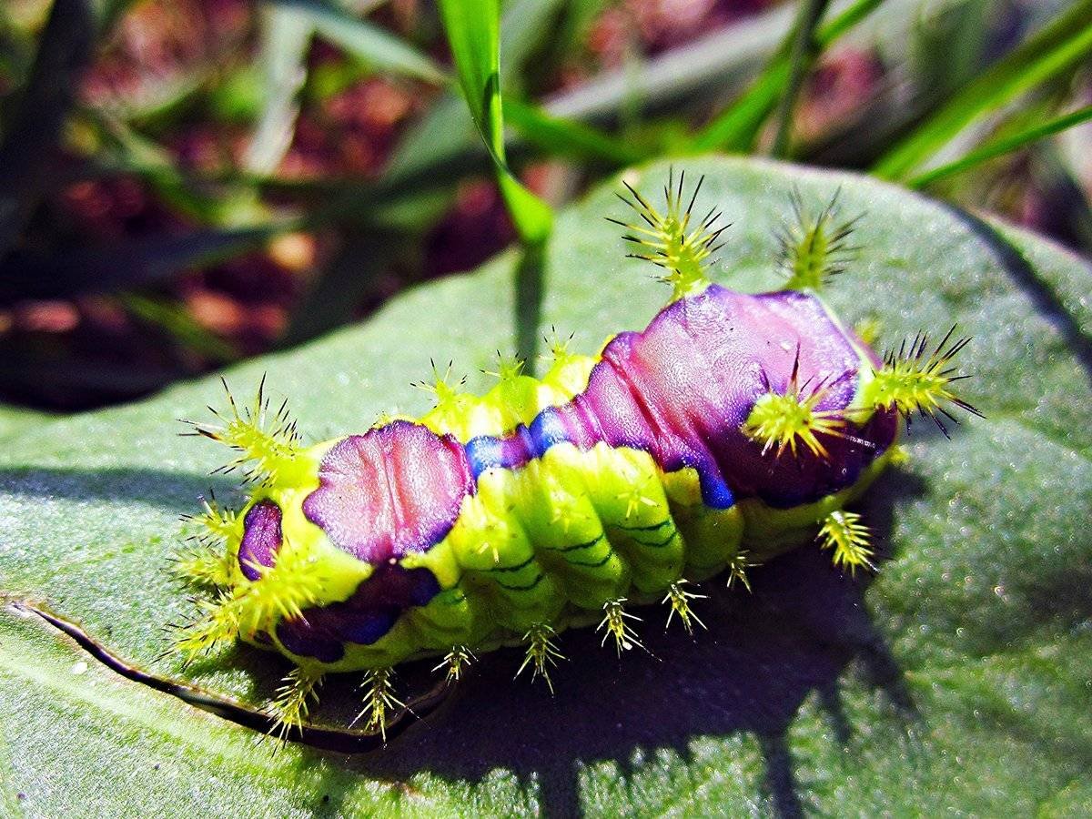 Ядовитая гусеница Лономия