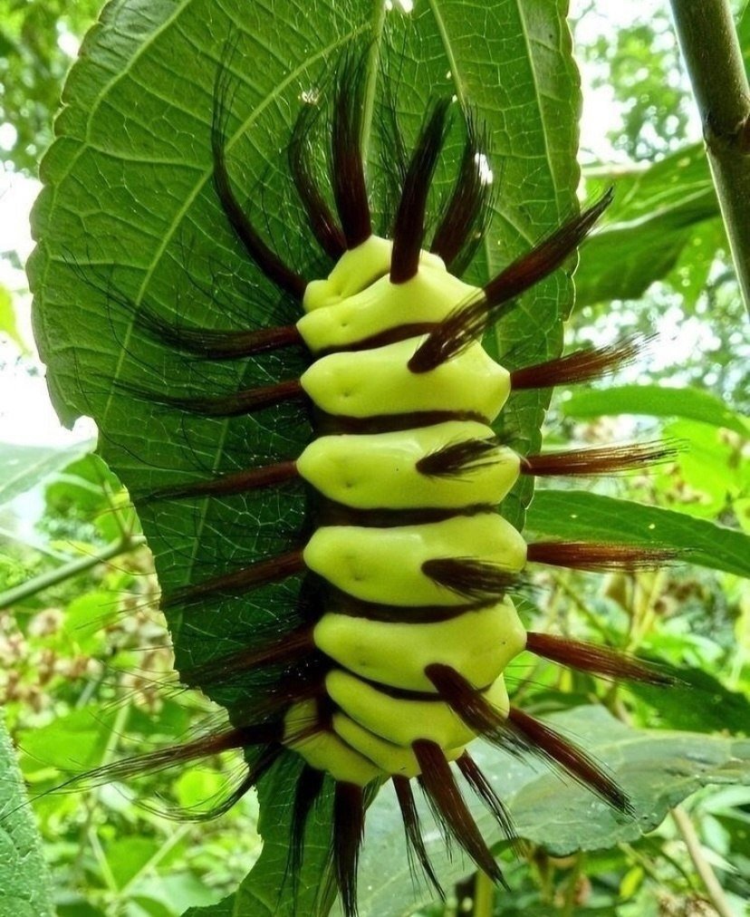 Гусеница бабочки-мегалопигида