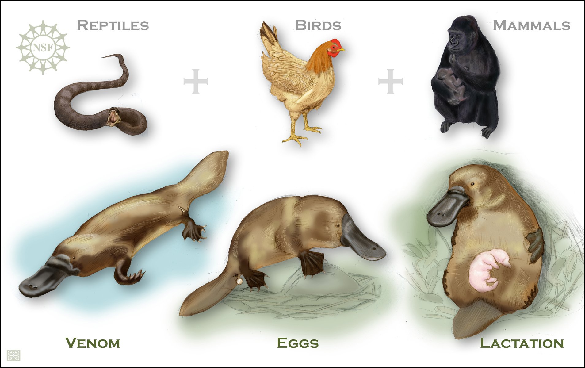 В какой последовательности появлялись животные. Утконос. Утконос животное. Утконос животное откладывает яйца. Рептилии птицы млекопитающие.