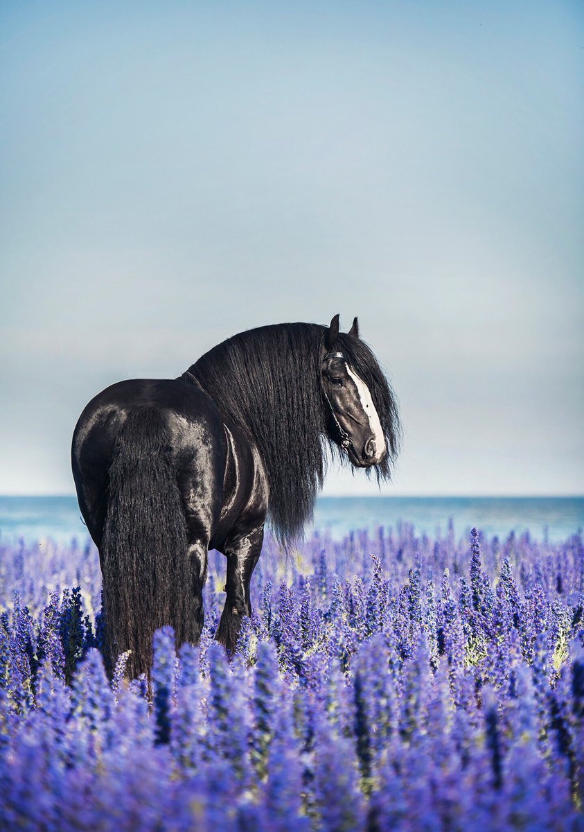 Лошадь в лаванде
