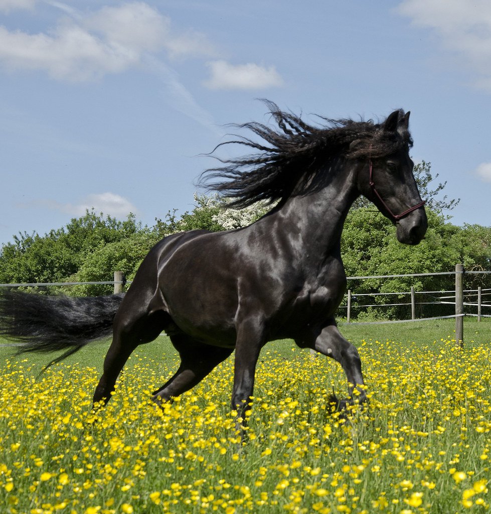 Лошади на природе