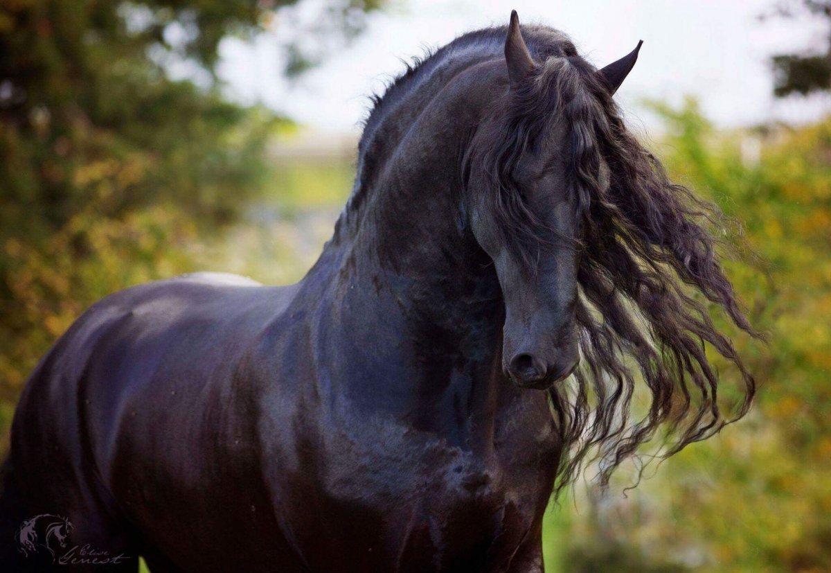 Фризская лошадь черная Жемчужина