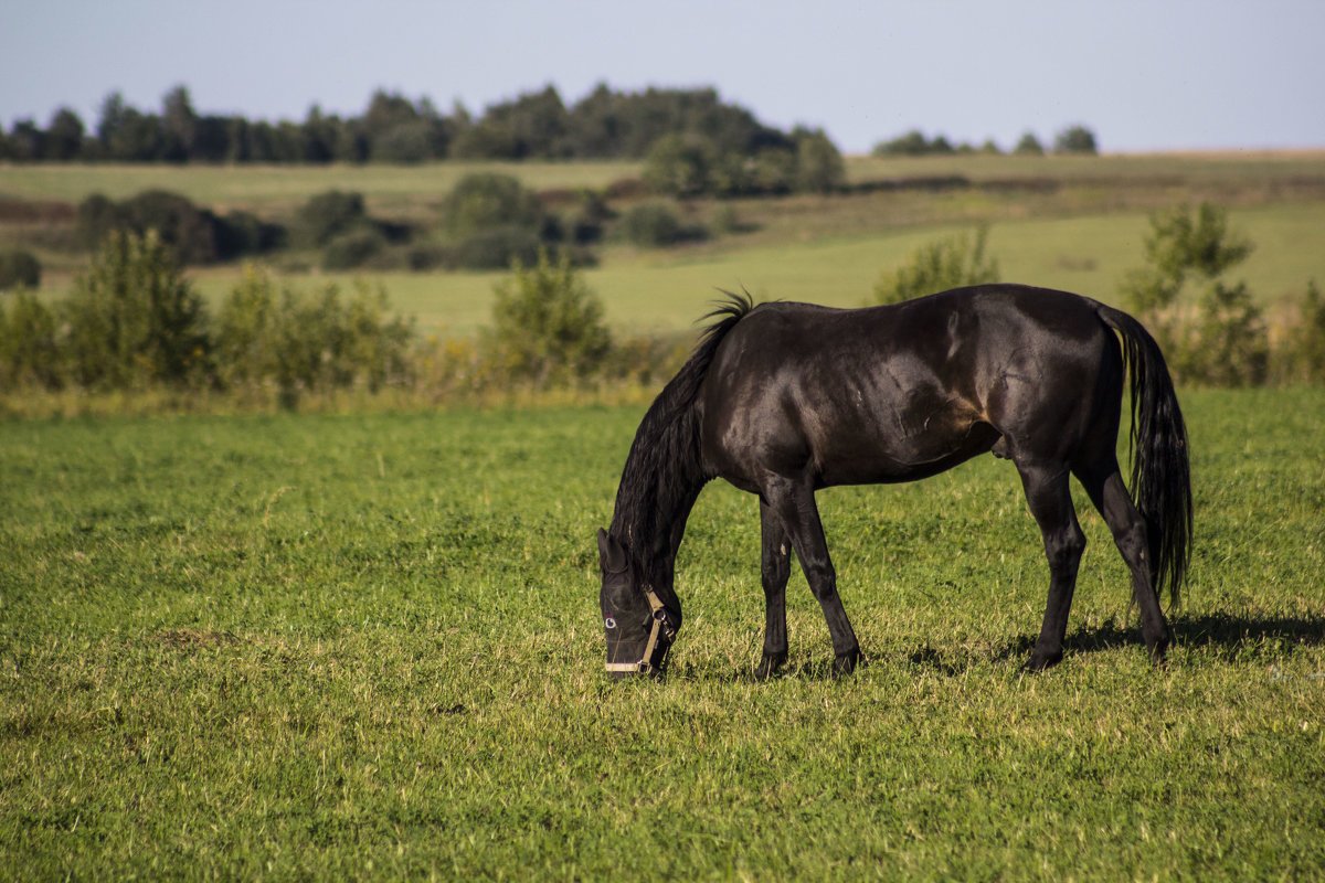 Лошадь пасется