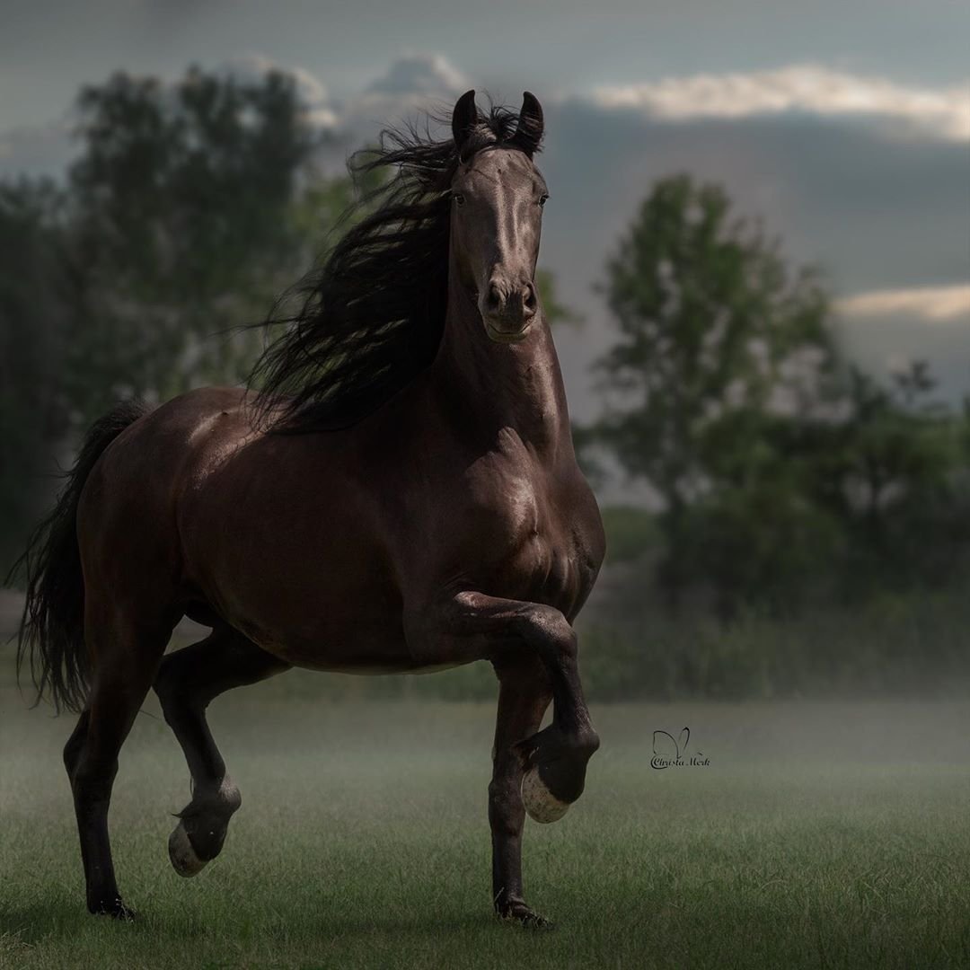 Грация лошади