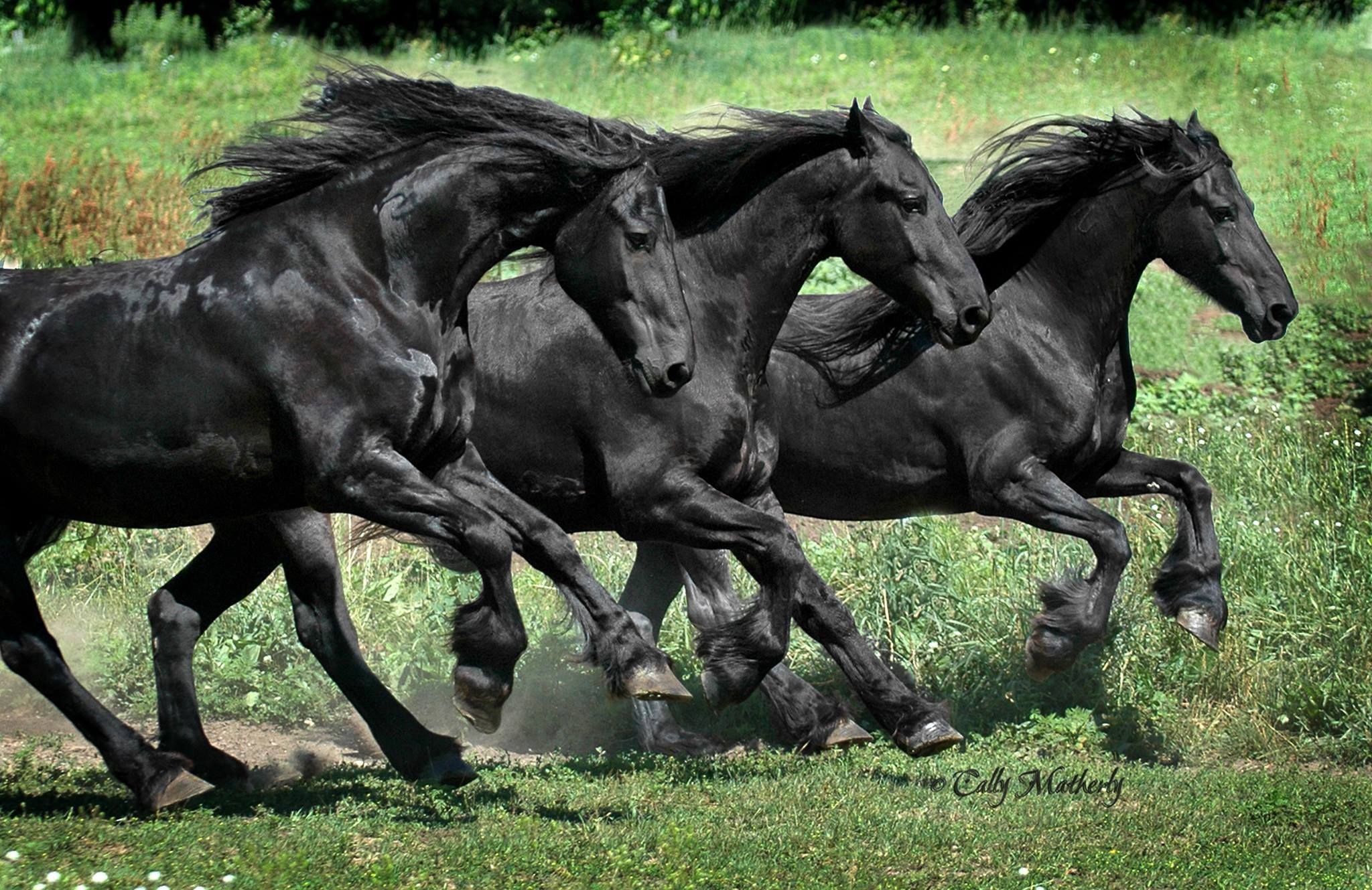 Конь мой вороной. Табун фризских лошадей. Конь несется. Табун черных лошадей. Вороной табун.
