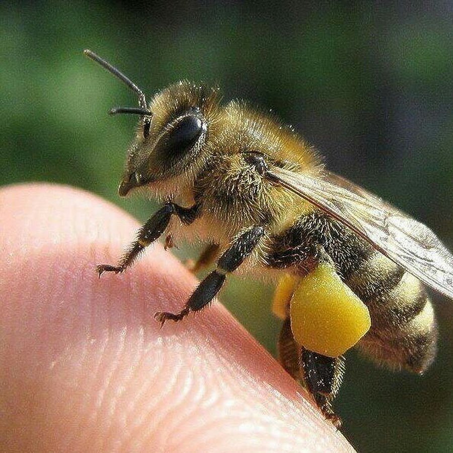 Пчёлы собирают нектар и мёд