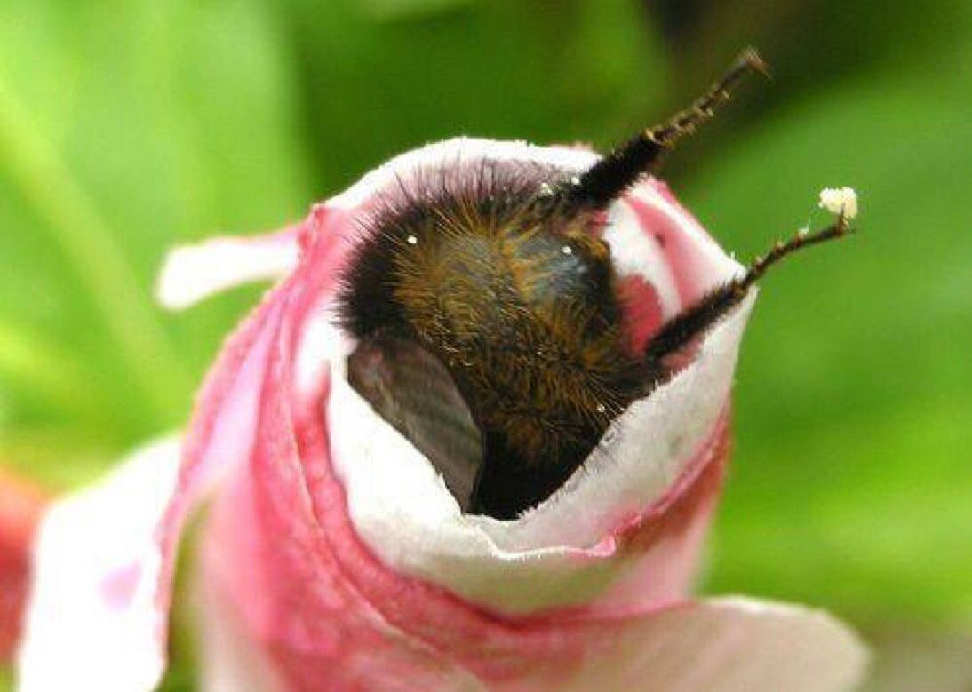 Шмель на цветке