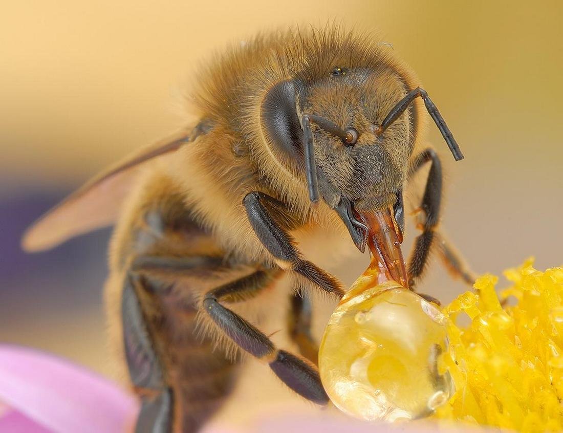 Хоботок шмеля