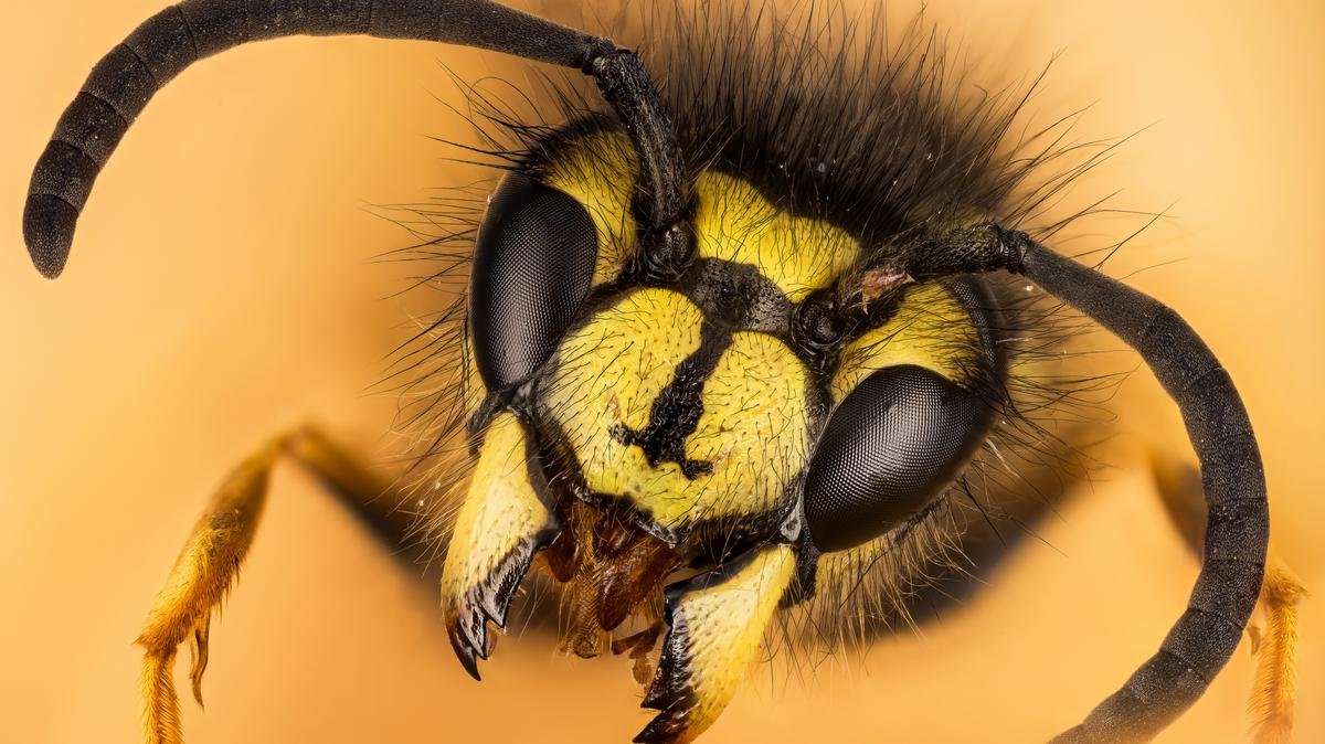 Морда пчелы