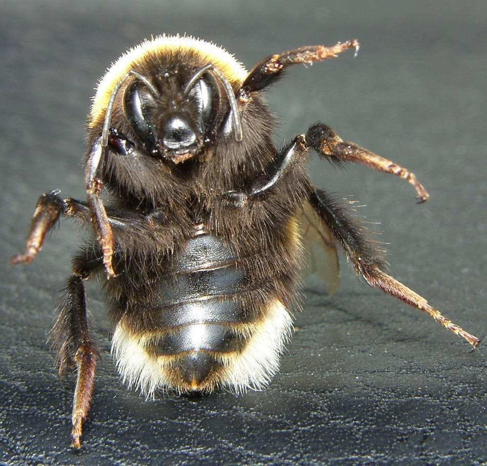 Bombus terrestris (Linnaeus, 1758)