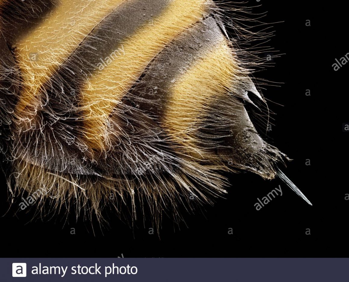 Жало пчелы под микроскопом