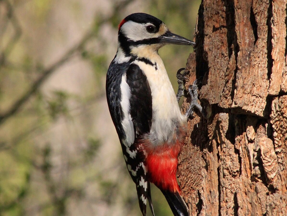 Большой пёстрый дятел