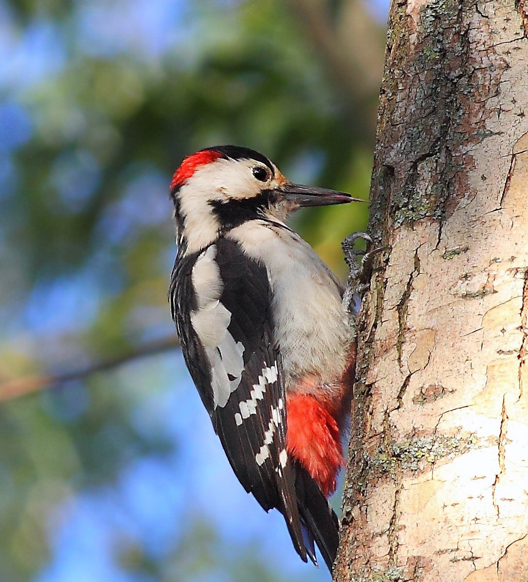 Краснохвостый дятел
