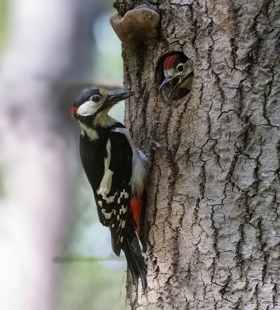 Большой пёстрый дятел Dendrocopos Major