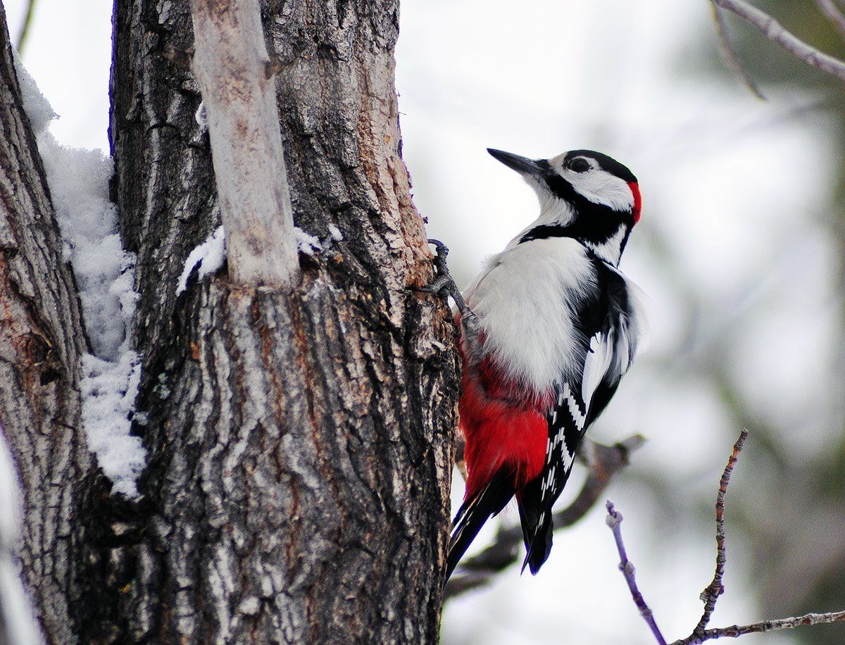 Краснохвостый дятел