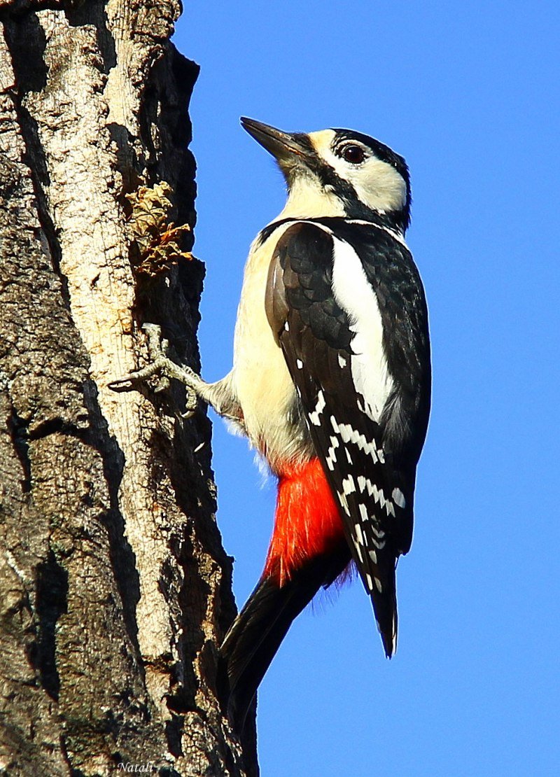 Краснохвостый дятел