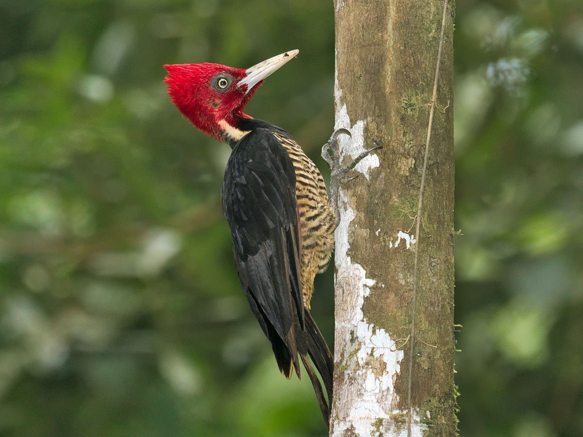 Магелланов Королевский дятел