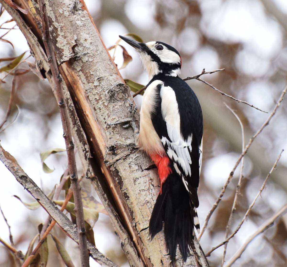 Белокрылый дятел