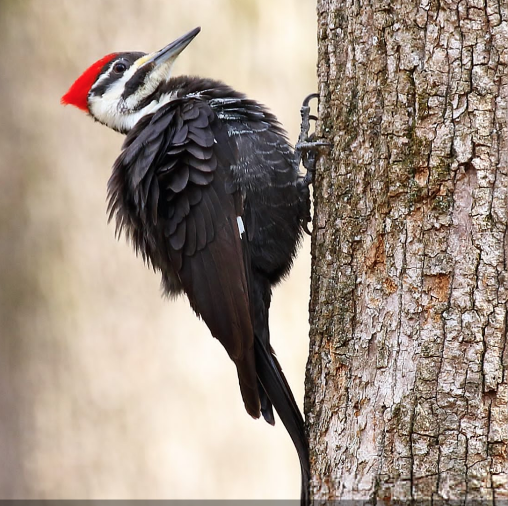 Дятел Красношапочник