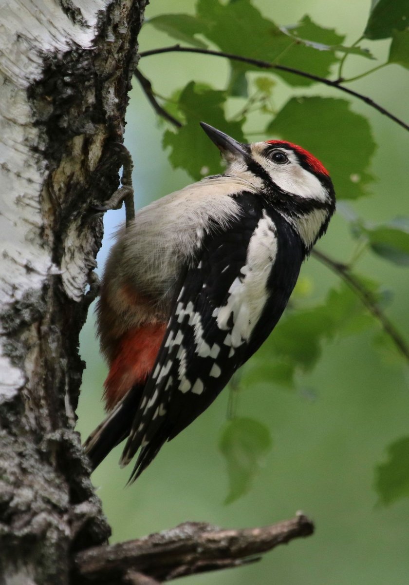 Большой пёстрый дятел Dendrocopos Major