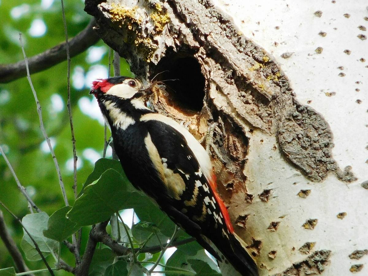 Дятлы Кубани