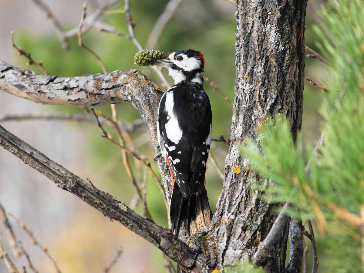 Большой пёстрый дятел Dendrocopos Major