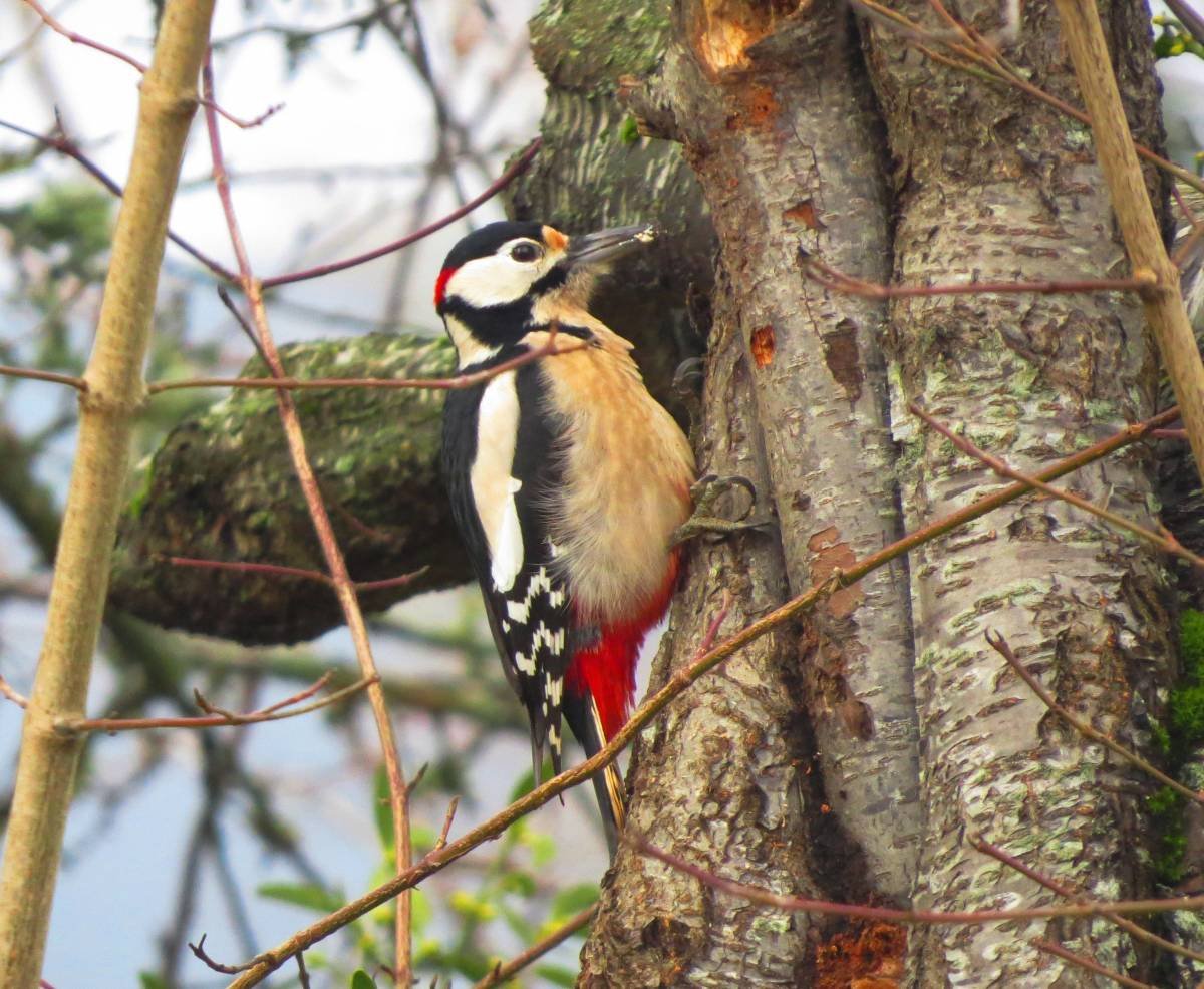 Крымский пестрый дятел