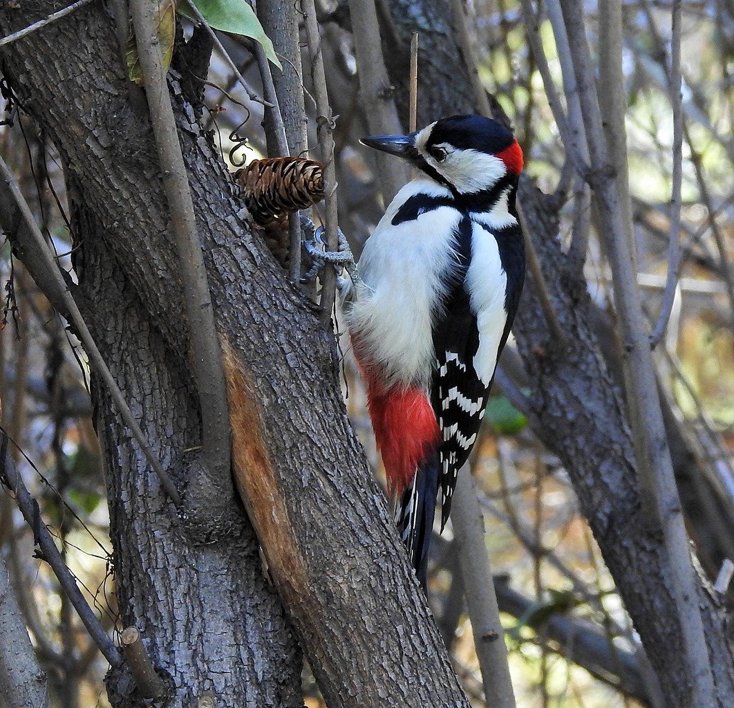 Большой пёстрый дятел Dendrocopos Major