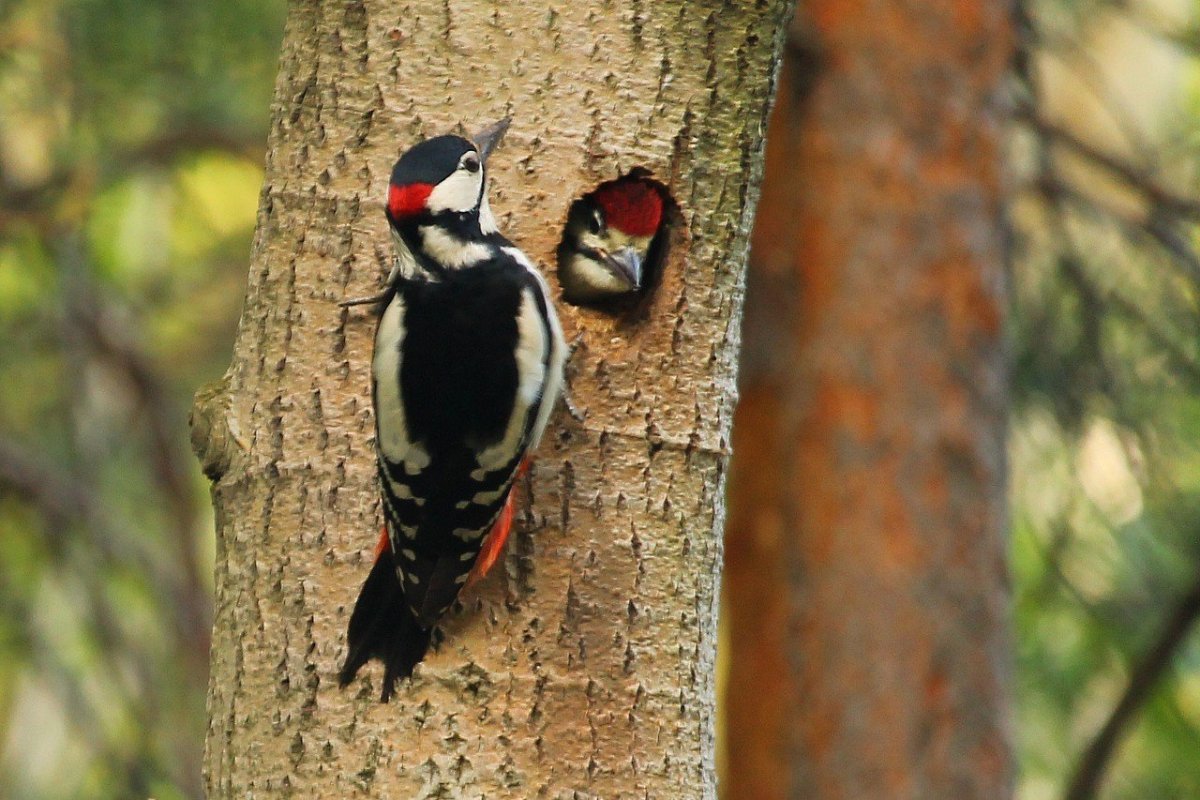 Пестрый дятел птица