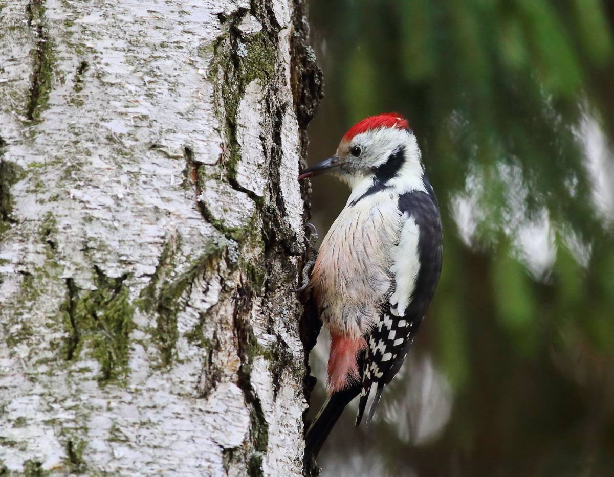 Крымский пестрый дятел