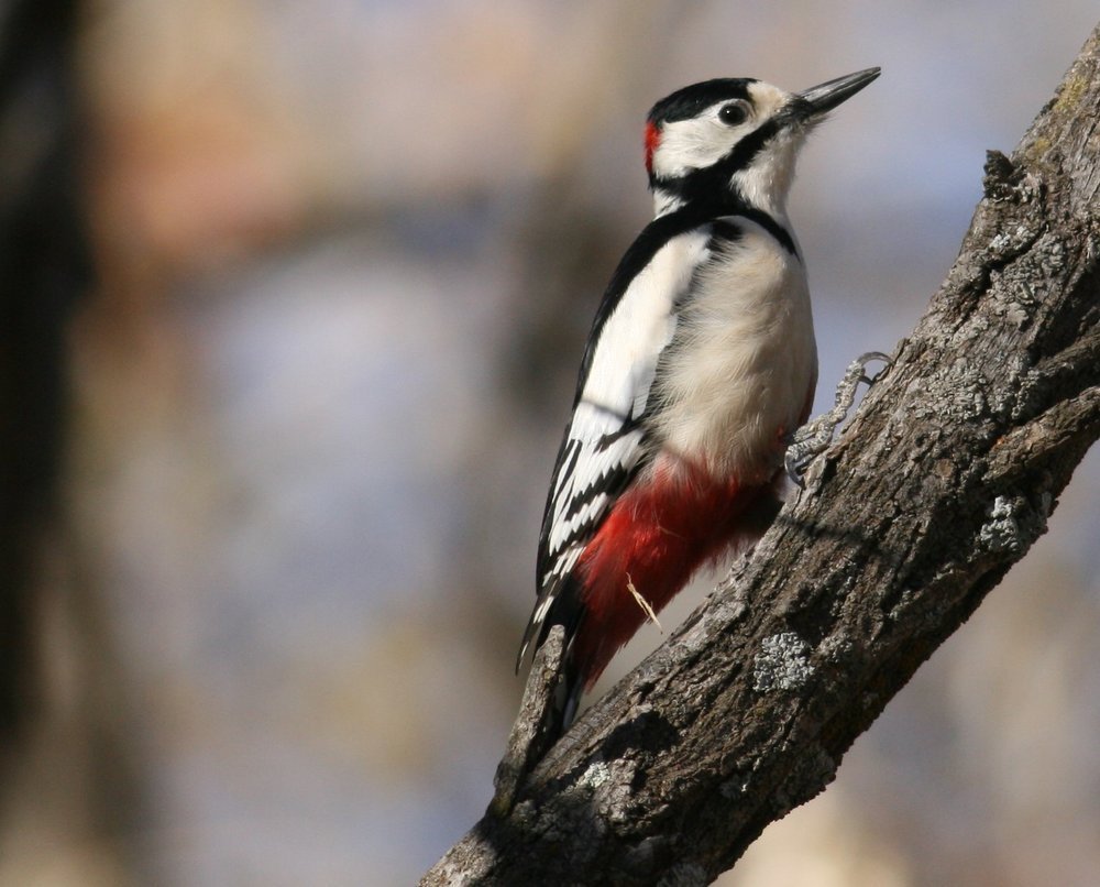 Саянский дятел