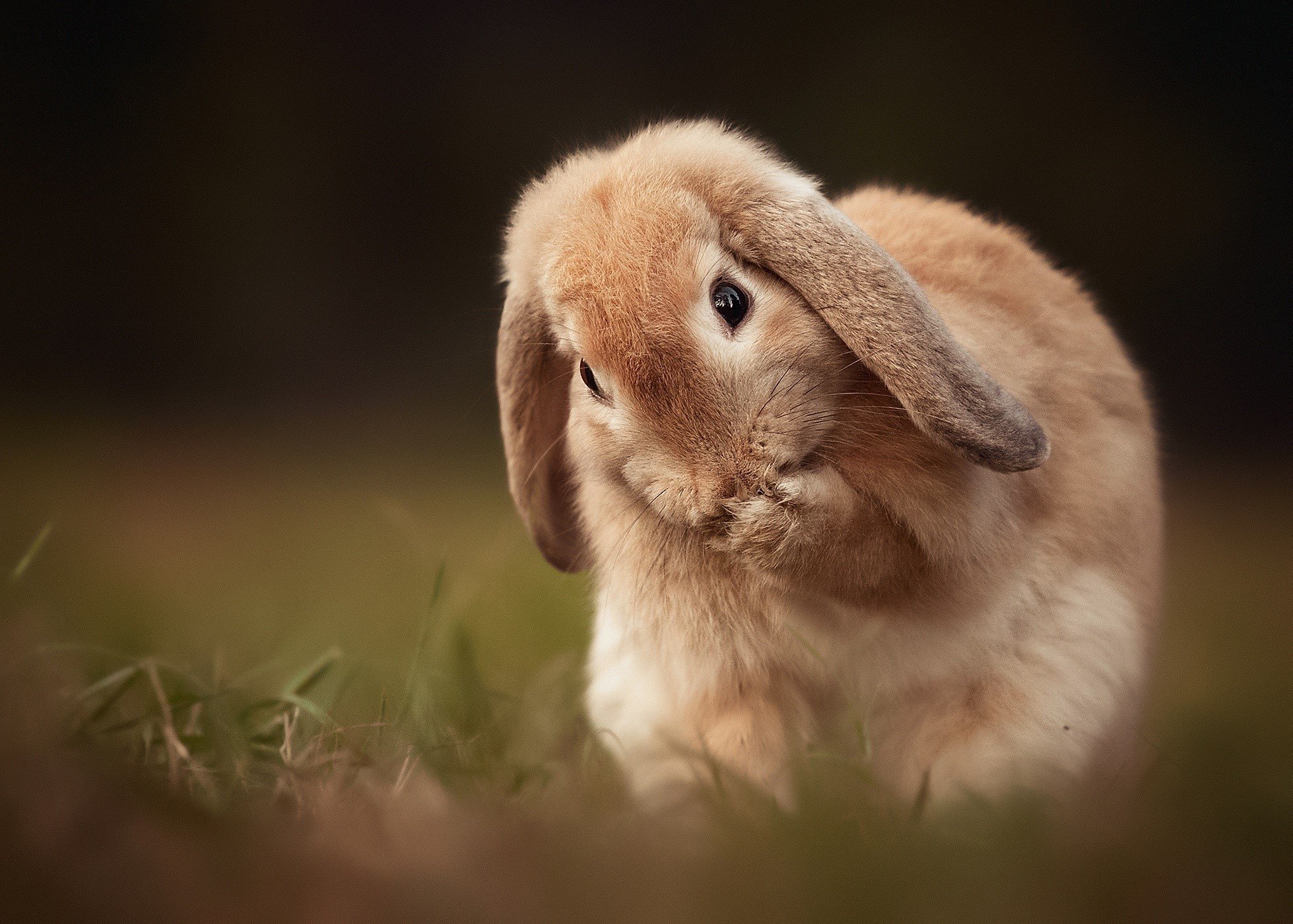 Следующая зайчик. Вислоухий кролик. Красивый заяц. Кролик с длинными ушами. Милые зайчики.