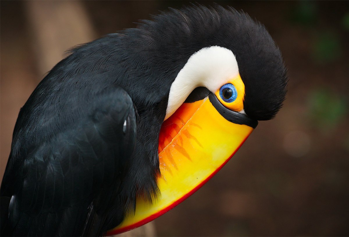 Большой Тукан птица