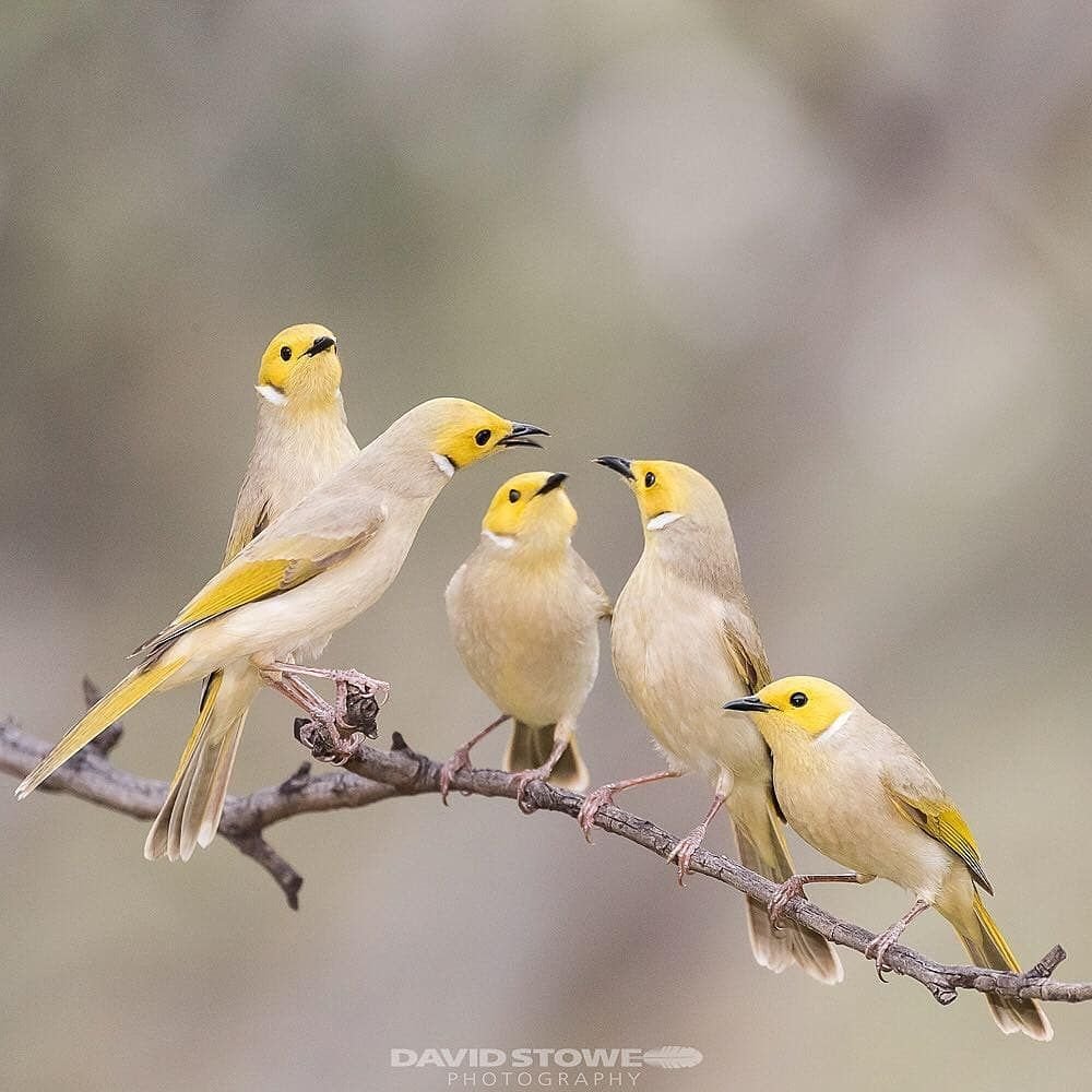 Желто белая птичка