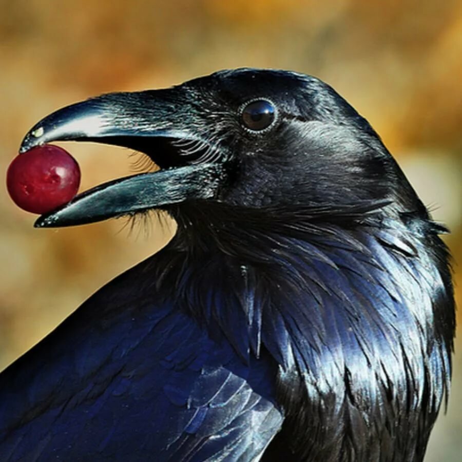 Вороны каркают